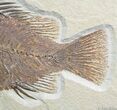 Large Inch Long Priscacara Fossil Fish #2360-1